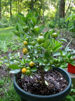 navel orange