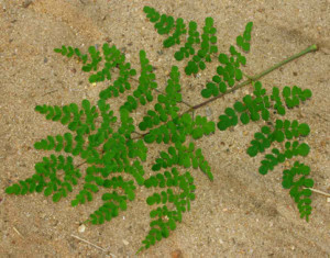 moringa guam